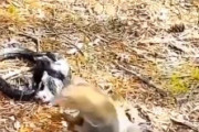 世界のネット「母リスはエライ！諦めたらそこで負けなんだよ！」