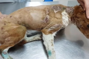 拷問され絞首刑のように吊るされて放置されていた犬→シェルターに連れて来られて見違えるほど元気に…！！