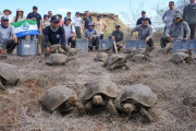 【海外】「180年ぶりに絶滅から復活！ガラパゴス島で releasedされた158匹の巨大希少ゾウガメの物語」