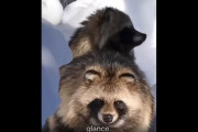 海外「これ実在する動物だったの!?」日本ではおなじみの“タヌキ”を初めて見た外国人たちが驚愕【海外の反応】