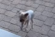 目の前の段差が大きな障壁？段差を登れない犬が可愛い