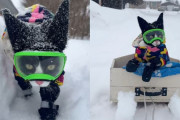 【海外】雪道を駆ける！スレイドライドとハイキングを楽しむ冒険猫フィッツの魅力