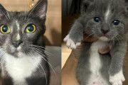 【海外】「地下室で発見された子猫、保護者の元へ自ら飛び込む！」
