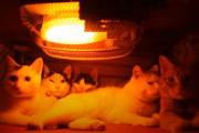 【海外の反応】「日本の猫による冬の儀式でしょう」日本のコタツ猫。