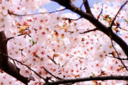 韓国人「日本人は何でも韓国の物を持って行って“最高”と言う奴ら‥」日本の国花は何？桜でも菊でもない　韓国の反応