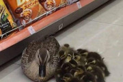 外国人が驚いた野生動物の遭遇シーン　日本のカルガモ親子もランクイン