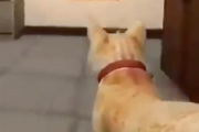 ビデオゲームは暴力的だ規制しろ！と言う規制派も納得の銃を猫にしたゲーム。海外の反応
