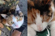 【海外】「感動の瞬間！助けを求めた猫が感謝祭前に夢を叶える」
