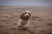 目の見えない老犬が飼い主に全力で喜びと愛情を示す姿