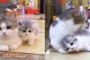 ふわふわモコモコのマンチカン親子のとってもカワイイ癒し映像♪