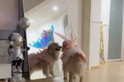 乙女にしか見えない犬「私きれい?」と鏡の前でうっとりする
