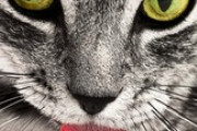 ニャんの音！？クラクションに反応するネコ→「近所の人に愛されてるんだろうな」「メトロノーム猫を思い出す」海外の反応