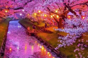 海外「すごく綺麗」　満開の桜が咲く日本のこの景色が凄く幻想的なんだが