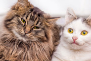 ドイツの猫と日本の猫はコミュニケーションがとれるだろうか？【海外の反応】