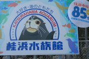 韓国人「人気のない日本の水族館に勤める職員がツイッター投稿した内容がおもしろすぎる件ｗｗｗｗ」