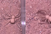 毒の強さはトップクラス！瞬く間に土と同化する6つ目のクモ！