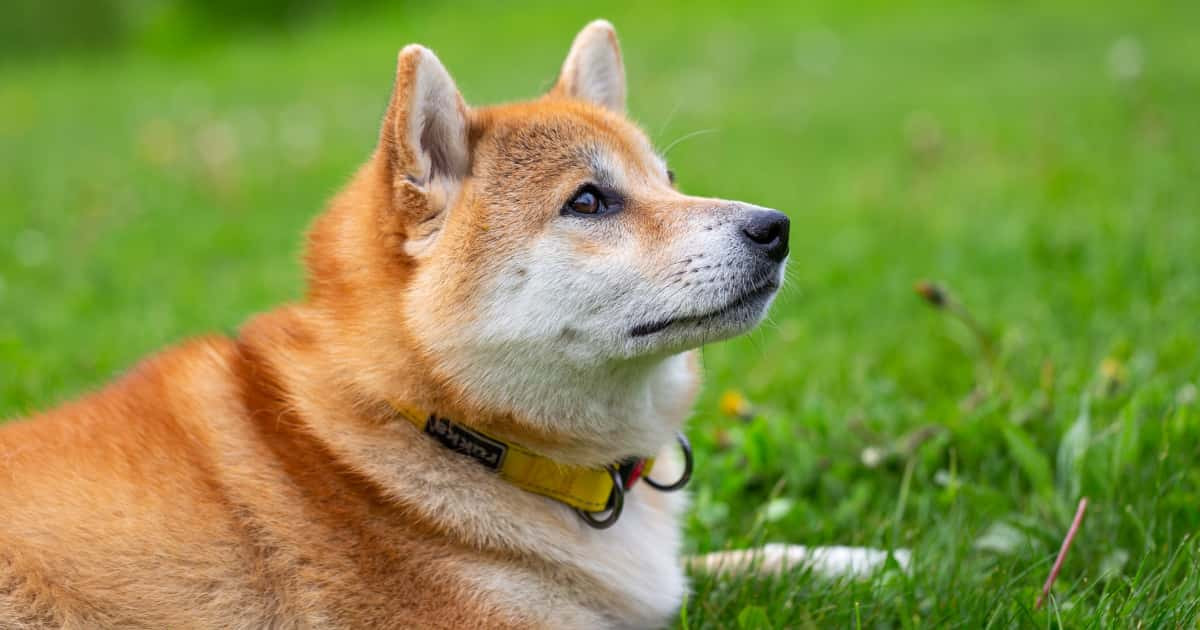 日本人が柴犬にドッグランを作ってあげた結果！可愛すぎて吹いたｗｗｗ【台湾人の反応】 | 海外の反応アンテナ