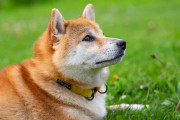 日本人が柴犬にドッグランを作ってあげた結果！可愛すぎて吹いたｗｗｗ【台湾人の反応】