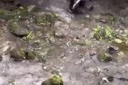 赤ちゃんクマが違うお母さんクマに獲物を見せた結果、本気で襲われてしまう
