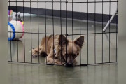 【海外】「なぜいつも最後まで残される？愛犬が抱える里親イベントの不思議」