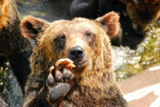 【衝撃】寝ているところへ熊が出没！その熊が取った行動とは… 海外の反応