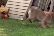 ニワトリが犬に戦いを挑む。追いかけっこをしている光景が面白い