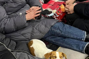 ペットと一緒に避難をするウクライナ人　愛に溢れていると話題に