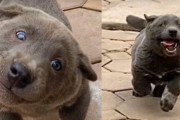 子熊のような猫のような犬が話題に！（ベトナム）