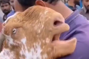これから売られていくヤギ、元飼い主に抱きついて泣き声をあげる