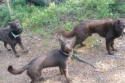 まるで犬のはく製！？ご主人の合図が出るまで微動だにしない3匹のオーストラリアン・ケルピー