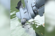 【海外】エンジンの灰色の塊、実は赤ちゃん！驚きの出会いを果たしたボート乗りたちの物語