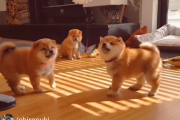 「足の生えたポテトじゃない？ｗ」柴犬の子犬を観た海外の方の感想まとめ 海外の反応