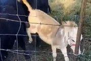 ロバも大胆な行動をするんだ…牛たちを蹴散らして食事を独占する