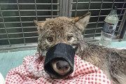 犬だと信じて助けてみたら野生のオオカミだった！極寒の川にはまって出られなかった所を作業員が救出（エストニア）