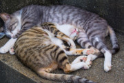 海外「日本で猫好きにお勧めの観光名所はどこ？」猫にまつわる日本の観光名所に対する海外の反応