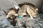 【海外】驚愕！衰弱した犬が「生きていた」理由とは？救助後に3倍に成長した感動のストーリー