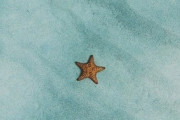 沖縄の「星砂」が海外で話題に！「パスタみたい」「踏んだら痛くないの？」「壊れないの？」海外の反応