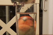 外国人「ガラス越しの動物がユーモラスすぎると気付いてしまった！」