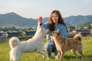 韓国人「韓国の天然記念物『珍島犬』を保護したのは日本人だった‥その驚きの経緯がこちらです‥」