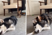シベリアンハスキーに忍び寄り、抱きつくベンガル猫ちゃんの甘え方が愛らしい！