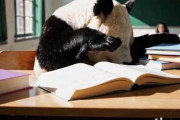 中国人「中国で流行っている日本語由来の流行語を紹介する」　中国人「日本語から来た言葉は多い」「文化は楽しいね！」