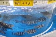 【韓国の反応】日本産水産物、原産地を騙して流通…昨年116件