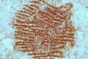 【海外】世界最古の人間の指紋、古代の岩絵で発見！人類の歴史に迫る驚きの発見とは？