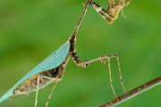 イスラエル「お前らの言語で直訳すると面白い生物を教えてくれ！」