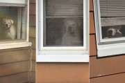 「ジー…|ｮω･)」外にいる飼い主を追って、窓という窓から飼い主をストーキングする恐ろ可愛いワンコ