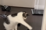 ネッコ「なんやこいつ！？猫パンチとナデナデの中間くらいでちょっかいかけたろ！！」子猫「ふぇー・・・？」一年後→元子猫「なんやこいつ！！（以下ry