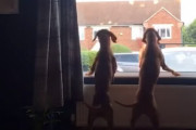 窓際で尻尾を振りながら2匹の犬が待ち続けているのは、おやつをくれるやさしいゴミ収集作業員だった