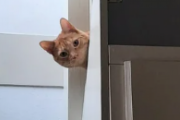 一週間留守にした時にペットシッターが送ってくれた猫の写真