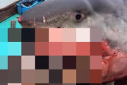 ちょっとは考えろよ…サメさん、ウミガメを頬張って大変なことになる　海外の反応
