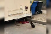 【海外】「放置された子犬が愛される希望を失いかけた感動の物語」